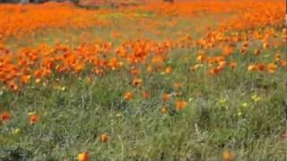 Namaqualand is blooming [upl. by Ezitram]