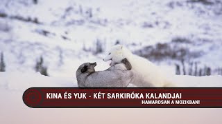 Kina és Yuk  Két sarki róka kalandjai 6  magyar szinkronos előzetes [upl. by Alfeus395]