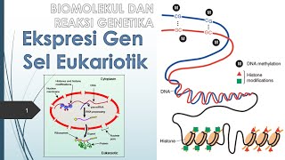 Ekspresi Gen Sel Eukariotik [upl. by Ydarb]