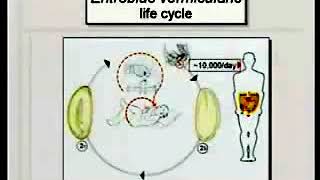 56 Nematodes II  Medical Parasitology [upl. by Kciredes]