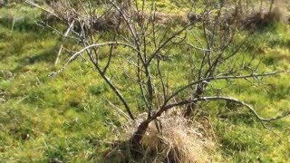 Johannisbeeren Schneiden im Garten und Setzling nehmen Die SelberMacher DiY [upl. by Shannen]