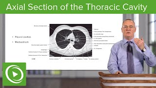 Axial Section of the Thoracic Cavity – Anatomy  Lecturio [upl. by Boser]