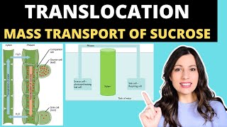 TRANSLOCATION OF SUCROSE Alevel Biology mass flow hypothesis in plants and structure of the phloem [upl. by Chrissy]