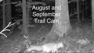 August and September Critter Cam with Eerie Surprises [upl. by Parry]