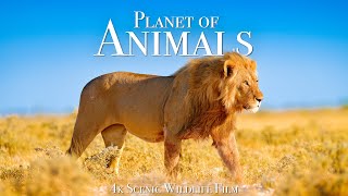 Animal Planet 4K  Scenic Wildlife Film With Inspiring Music [upl. by Acirred]