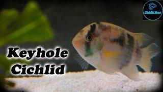 Keyhole Cichlid  Care Guide amp Species Profile [upl. by Lodovico916]