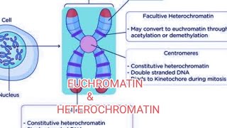 EUCHROMATIN amp HETEROCHROMATIN [upl. by Koenraad]