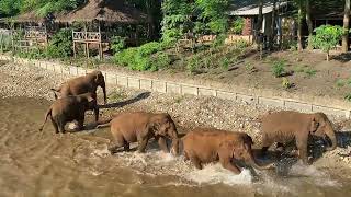 Daily river walk with Kham La and her pack at Elephant Nature Park [upl. by Beisel320]