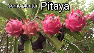 PITAYA como plantar  Porquê a Pitaya RACHA  Dicas de Cultivo da PITAYA [upl. by Amati]