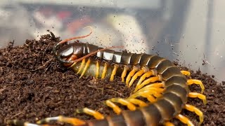 Scolopendra galapagoensis feeding freshwaterfish  갈라파고스 자이언트센티페드 민물고기피딩  Galapagos giant centipede [upl. by Neelyhtak]