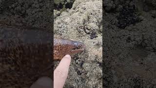 Big Moray spearfishing sea indonesia fishing fish [upl. by Ecinev]