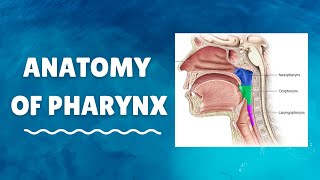 Introduction to Anatomy of Pharynx [upl. by Nnairac]