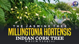 The Jasmine Tree  Indian Cork Tree  MILLINGTONIa Hortensis [upl. by Orth]