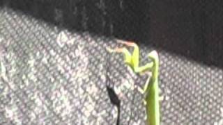 Praying Mantis Attacks Man [upl. by Sac110]