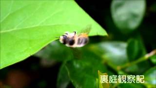 葉を切る ヤマトハキリバチ Megachile japonica [upl. by Assilev]