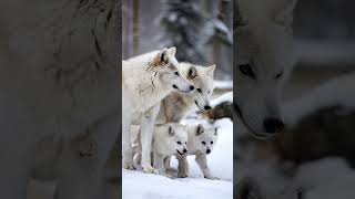 Snow White Wolf Couple With Cubs  You Must See There Emotions wolf animals [upl. by Raychel]