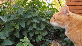 Funny Cats Reaction to Bad Smell [upl. by Nodle78]