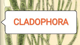 CLADOPHORA BScmedical 1st year [upl. by Floris]