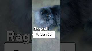 Talking Maine Coon and Ragdoll Cat  Blue Tabby shorts overloaded beauti catbreeding [upl. by Esinal]