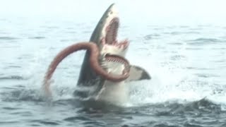 🐬😱 Les Scientifiques sont Inquiets  un Prédateur Mystérieux Massacre les Grands Requins Blancs  💥🦈 [upl. by Tima685]