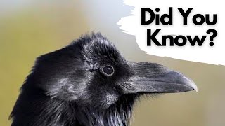 Things you need to know about RAVENS [upl. by Aihtibat93]