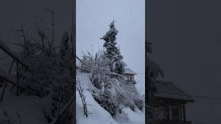 Manali first snowfall 1 February 2024 l manali snowfall shorts viral trending video himachal [upl. by Jolda]