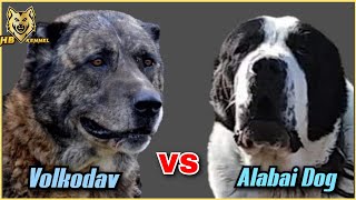 Caucasian Volkodav versus Alabai Dog  Which One is the Strongest [upl. by Bucher341]