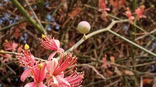 Capparis decidua KairDELLA Plant complete Information in UrduHindi [upl. by Otsedom300]