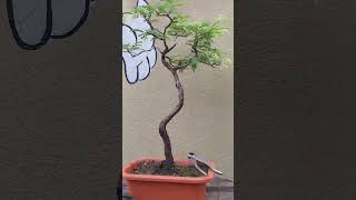 Tamarindus Indica Bonsai bonsaigarden bonsaiideas bonsai garden viralvideo viralshorts [upl. by Placia]