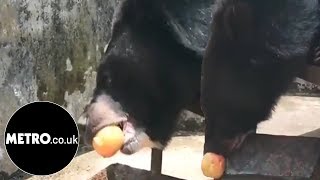 Familys pet dog turns out to be a bear  Metrocouk [upl. by Akessej]