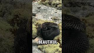 Black Timber Rattlesnake timberrattlesnake rattlesnake crotalushorridus snake wildlife nature [upl. by Horan]