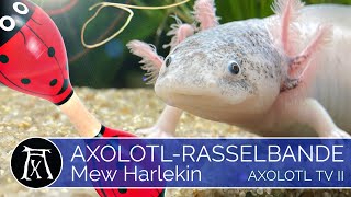 Axolotl Mew mein HarlekinWeibchen Exkurs Genetik [upl. by Reppep]