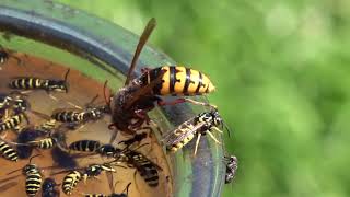 Trapping Wasps Hornets and Yellow Jackets Best Bait Mixture and lure Protecting Honey Bees [upl. by Tamanaha]