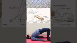 Pelvic Curl Pilates Exercise muscle pilates muscle anatomy yogawithphysio exercise [upl. by Eniarol]