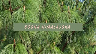 Sosna Himalajska  NAJPIĘKNIEJSZA SOSNA [upl. by Ming]