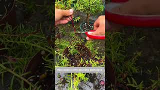 Results after pruning portulaca flower its more flowering shortvideo howtogrowportulaca flowers [upl. by Devonna]