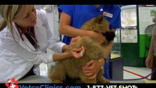 Dog and Cat Vaccination Clinics How to protect you pet for less at PETCO [upl. by Nachison369]