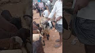 VM Sheep Farmsheepfarm animals goat sheeps achampet youtubeshorts viralshort short [upl. by Flossie]