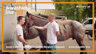 Belgische trekpaarden director’s cut Kampioenschap OostVlaanderen Landegem reeks ‘jonge trotteur’ [upl. by Kippie]