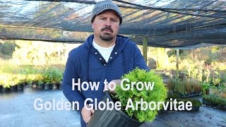 How to grow Golden Globe Arborvitae with a detailed description [upl. by Tudela887]