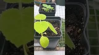 paulownia tomentosa timelapse nature [upl. by Heidi543]