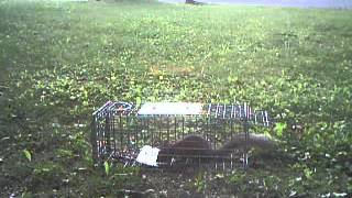 Grey Squirrel Trapped In A Tomahawk Live Trap [upl. by Kcirreg]