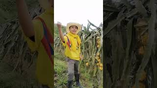 Aquien le gusta comer Pitaya humor comedia  frutas deliciosas 🤠🤠 [upl. by Kirat]