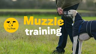 How to train your dog to wear a muzzle  Dogs Trust [upl. by Manolo]