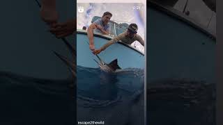 Sailfish Release fishing [upl. by Freddy]