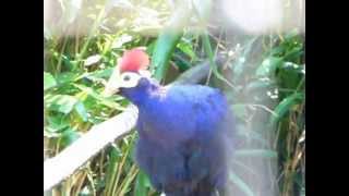 rosss turaco [upl. by Cirdes]