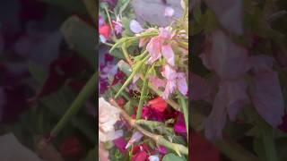 Geranium Cuttings from Quetta Happiness of Geranium My Happy Moments Geranium [upl. by Gallenz]