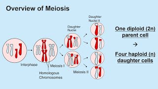 Meiosis and Gametogenesis Spermatogenesis and Oogenesis [upl. by Clover]