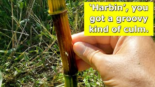 Phyllostachys aureosulcata Harbin  New Shoots Looking Groovy [upl. by Bartolemo]