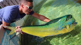 JAWS VS MahiMahi Pond Battle In Aquarium [upl. by Aihsilef]